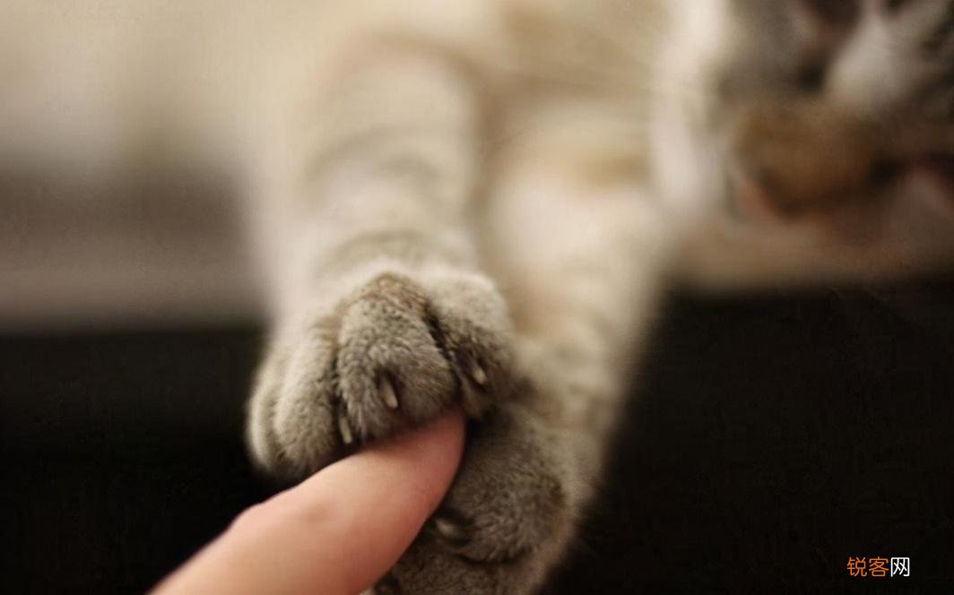 适合家养的猫咪 首选这7种品种