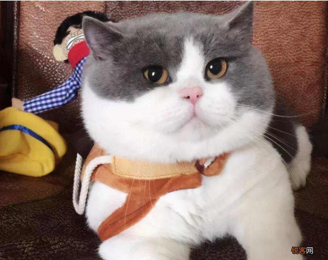 适合家养的猫咪 首选这7种品种