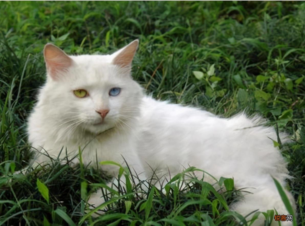 适合家养的猫咪 首选这7种品种