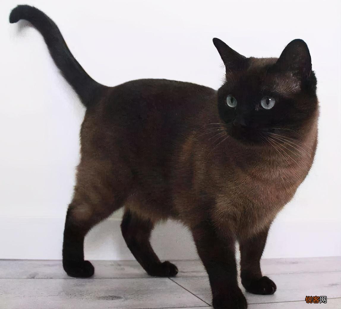适合家养的猫咪 首选这7种品种