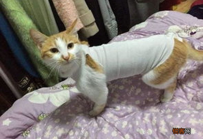 母猫绝育多久可以洗澡