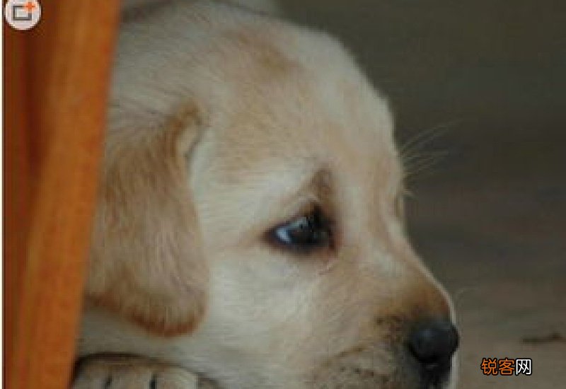 拉布拉多幼犬耳朵