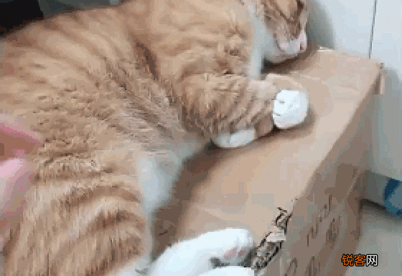 猫咪死了主人不能哭么