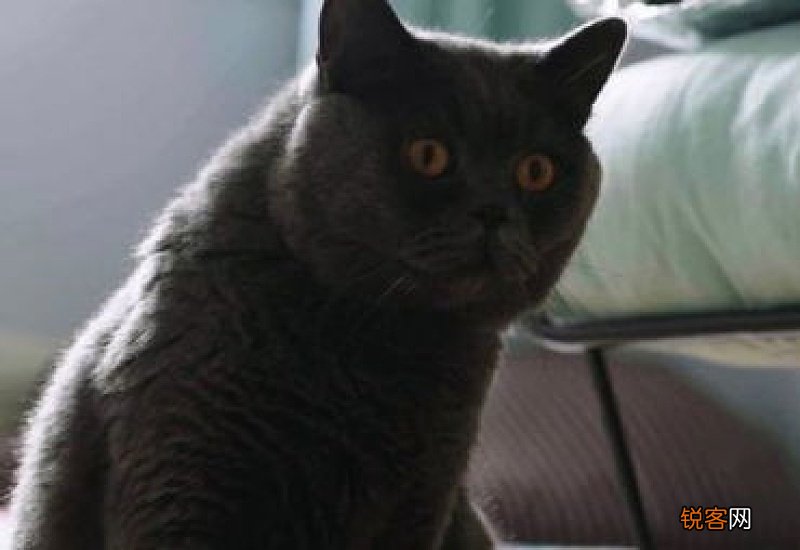 母猫怀孕有什么特征吗?