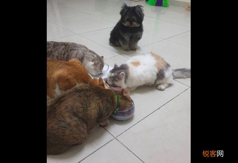 狗能吃猫条吗?