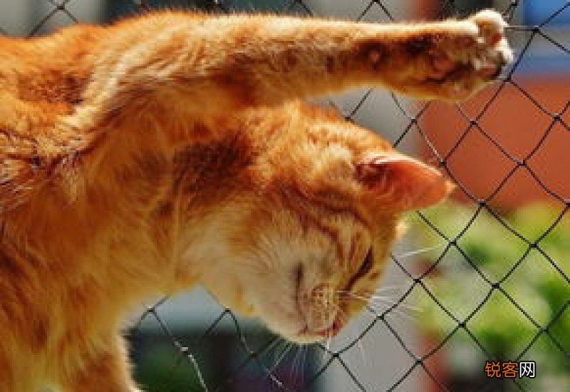 猫为什么会抓主人