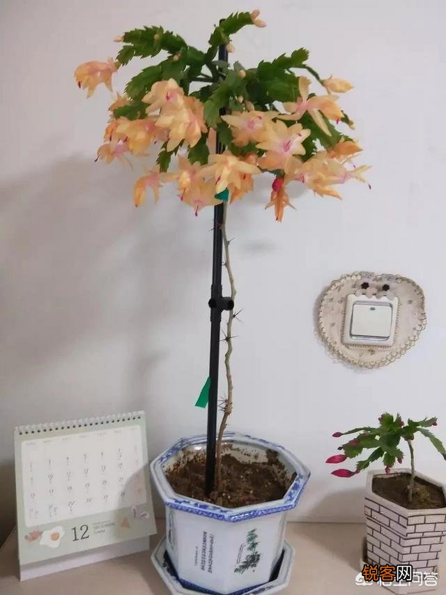 求推荐比较靠谱的网购平台,价格便宜的那种？