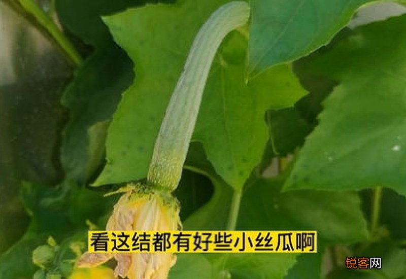 丝瓜为什么不结果