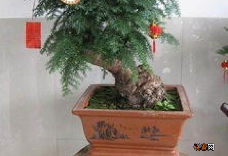 澳洲杉盆景好养吗