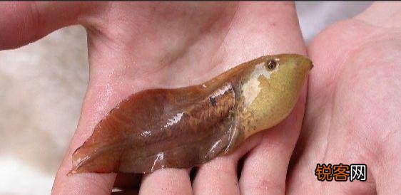 不合理蛙一般生活在哪个地方 不合理蛙是一种什么动物