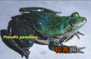 不合理蛙一般生活在哪个地方 不合理蛙是一种什么动物