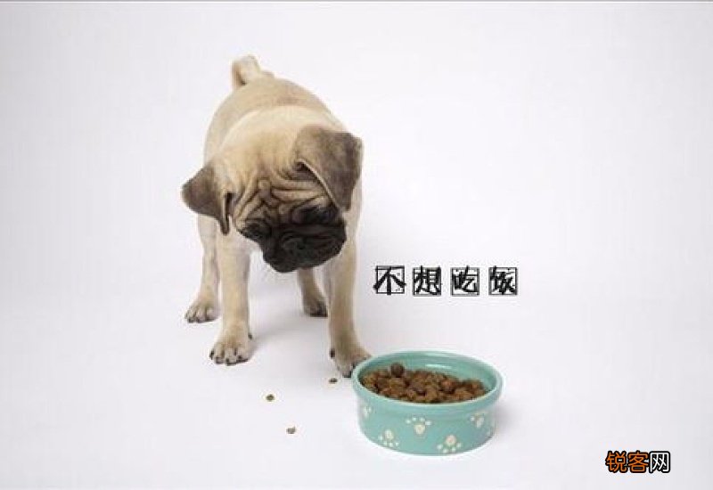 狗狗不吃东西用鼻子拱土把食物埋起来