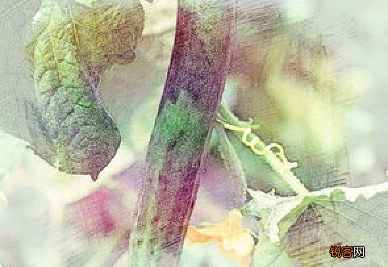 孕妇梦见菜园里结了好多蔬菜瓜果