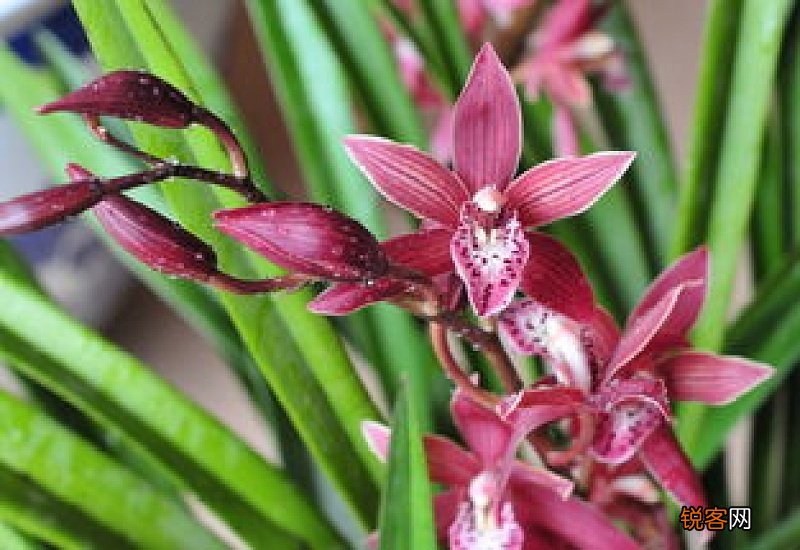 墨兰用石子栽植可以吗