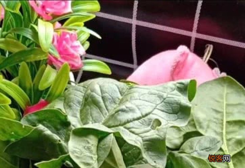 菠菜怎么做补叶酸 菠菜怎么做补叶酸最好