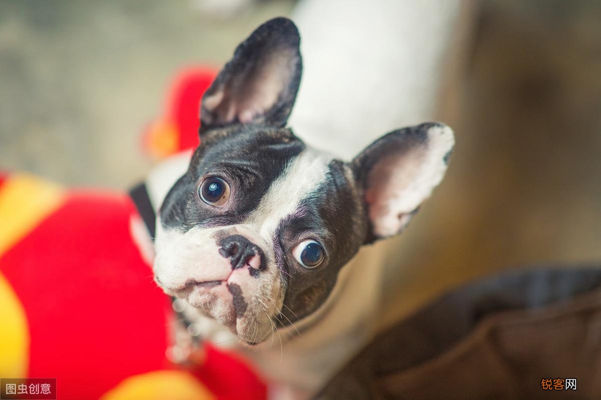 法斗犬的特点有哪些 ”纯种”法斗的6个特征