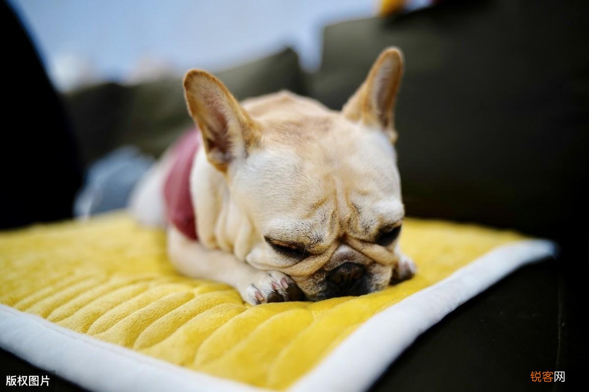 法斗犬的特点有哪些 ”纯种”法斗的6个特征