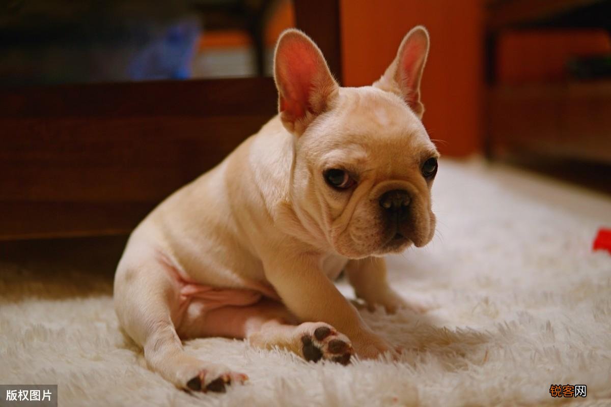 法斗犬的特点有哪些 ”纯种”法斗的6个特征