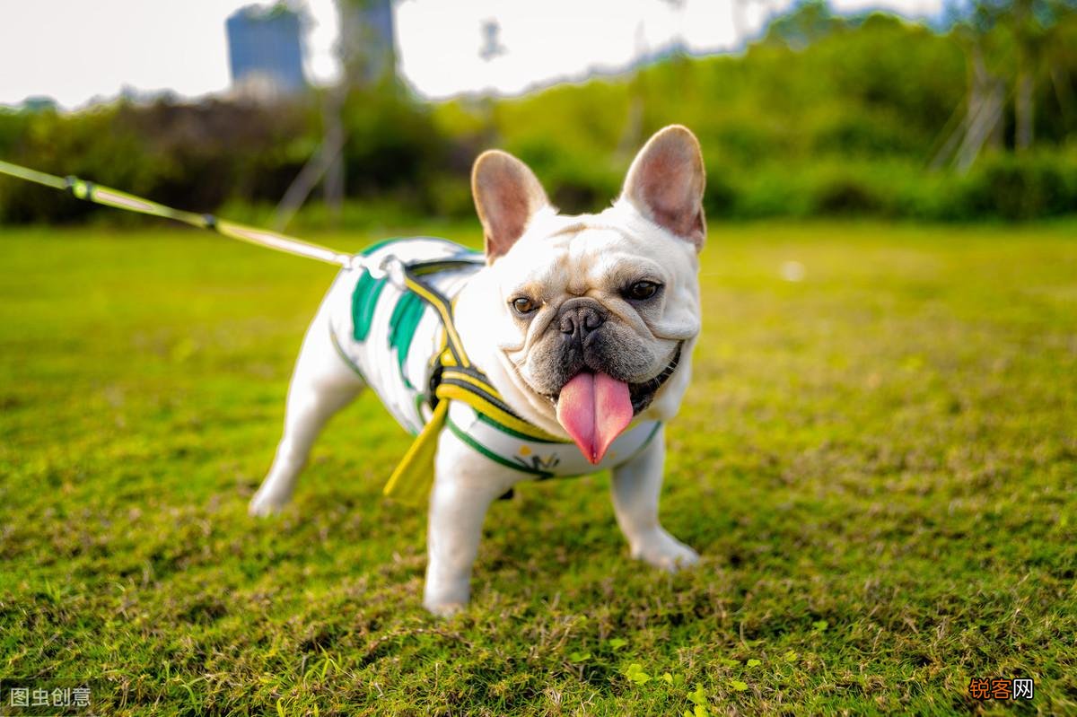 法斗犬的特点有哪些 ”纯种”法斗的6个特征