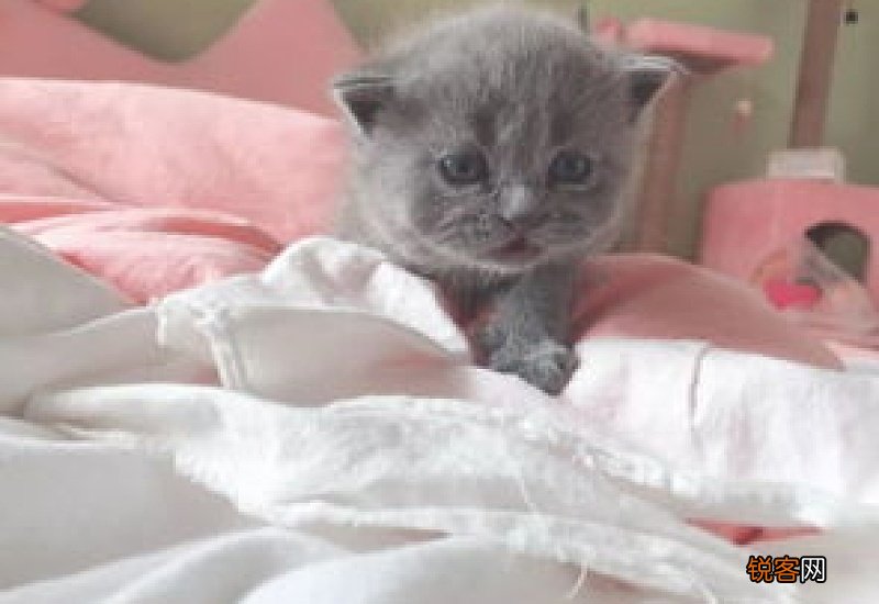 折耳猫几岁会发病