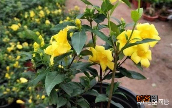 法国香水好养么？有养过的花友分享下养殖体验？