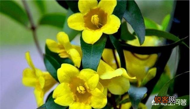 法国香水好养么？有养过的花友分享下养殖体验？