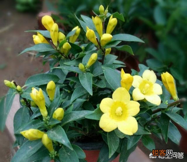 法国香水好养么？有养过的花友分享下养殖体验？