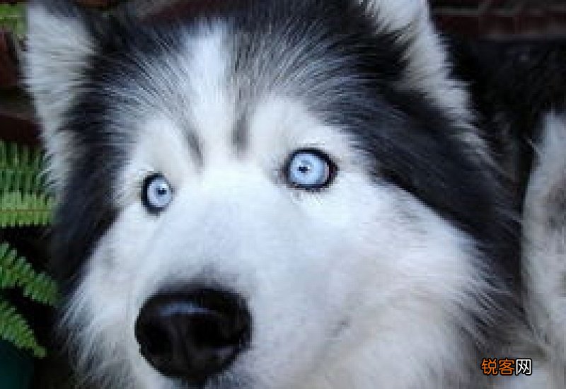 阿拉斯加犬眼睛发红