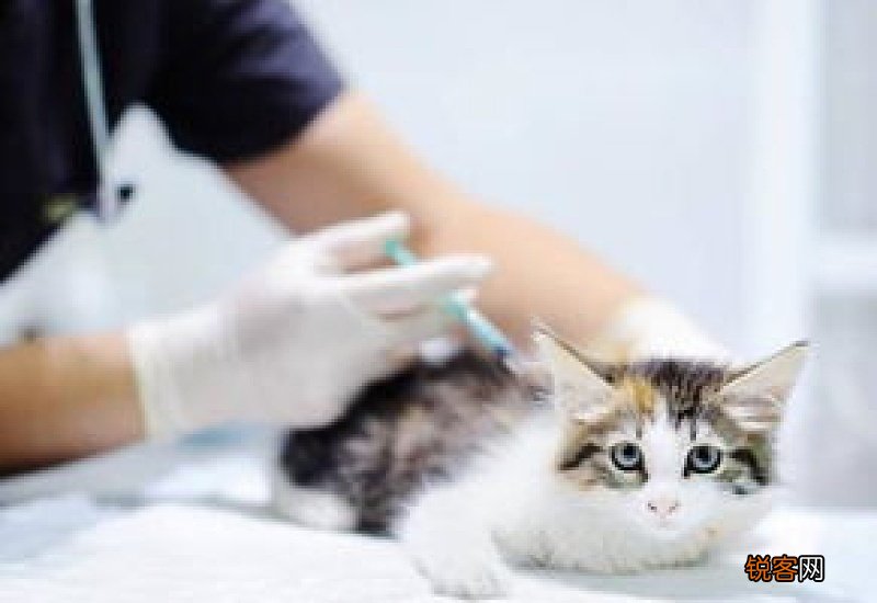 猫后颈有硬疙瘩是打疫苗