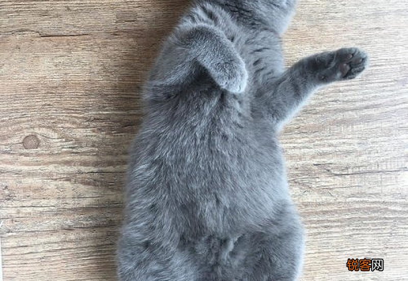 猫高烧不退是怎么回事