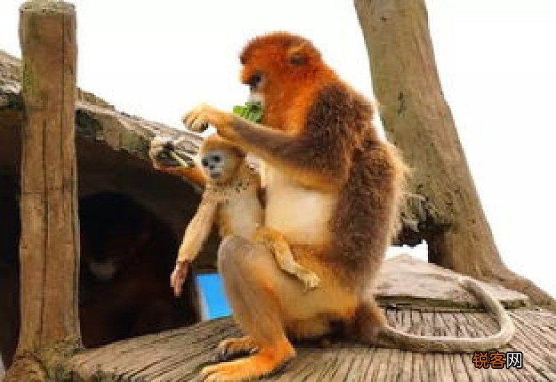 中国四大国宝动物