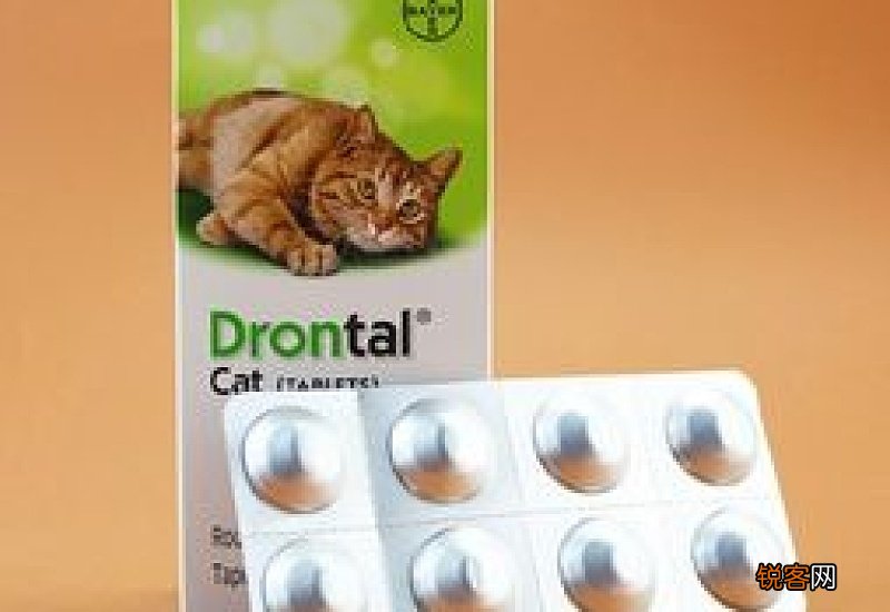 猫咪吐黄水不拉屎不吃饭
