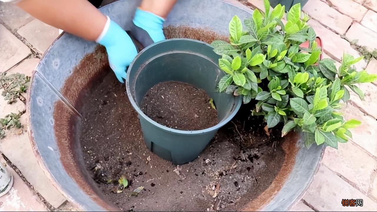 怎样养好栀子花 栀子花的养护和注意事项