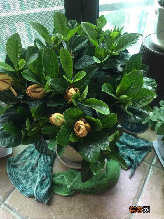 怎样养好栀子花 栀子花的养护和注意事项