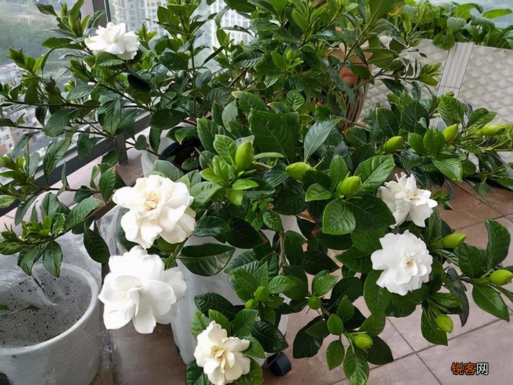怎样养好栀子花 栀子花的养护和注意事项
