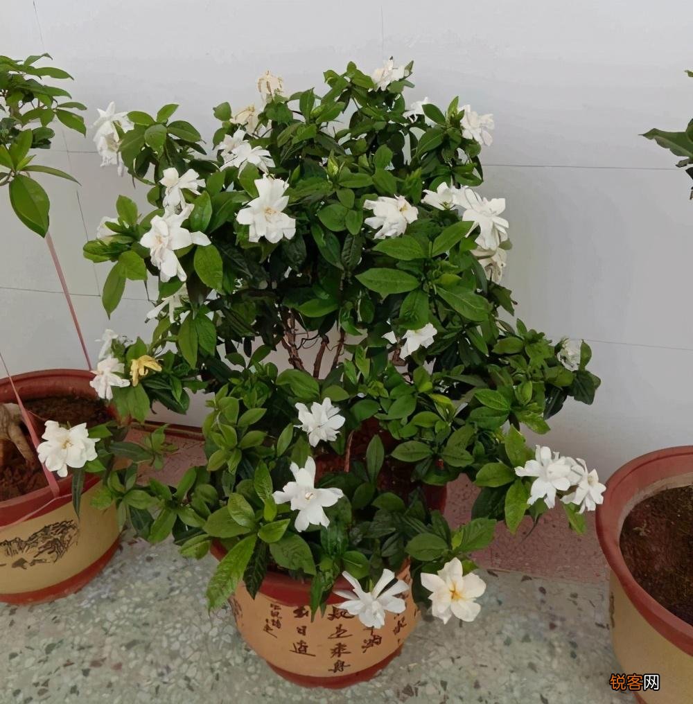 怎样养好栀子花 栀子花的养护和注意事项