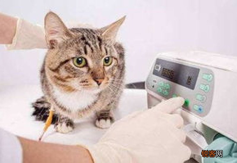猫必须打疫苗吗?