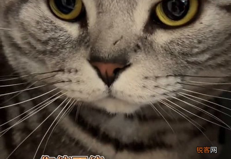 猫咪拉粑粑特别臭是为什么