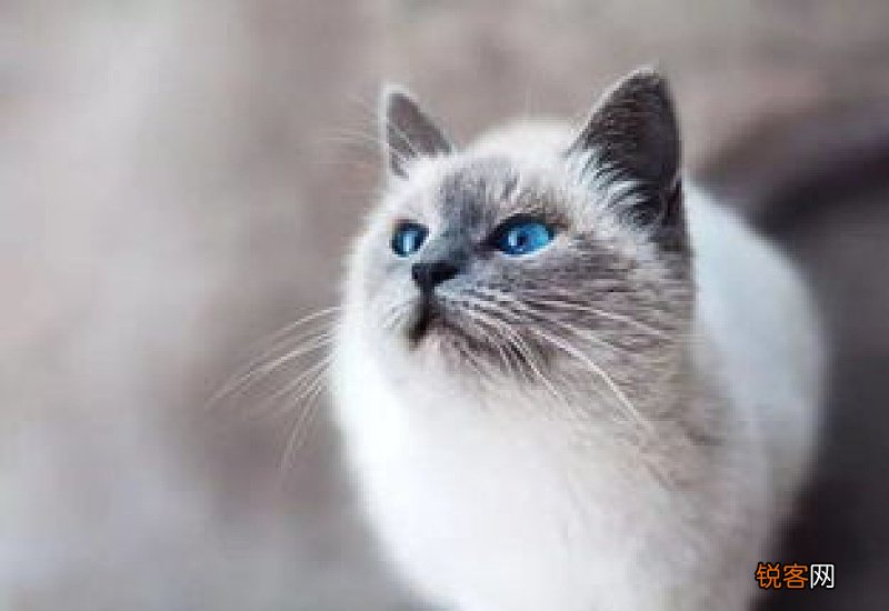 猫咪鼻子呼吸像堵塞了