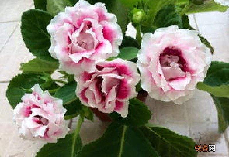 大岩桐花几月份休眠