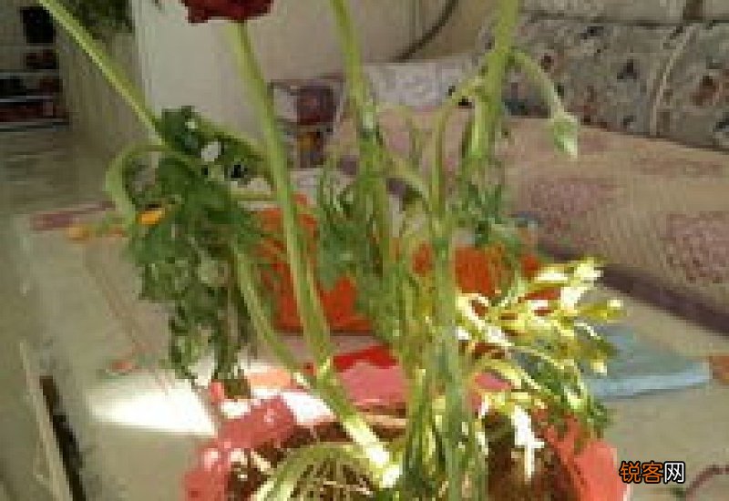 绣球换盆后蔫了怎么办?