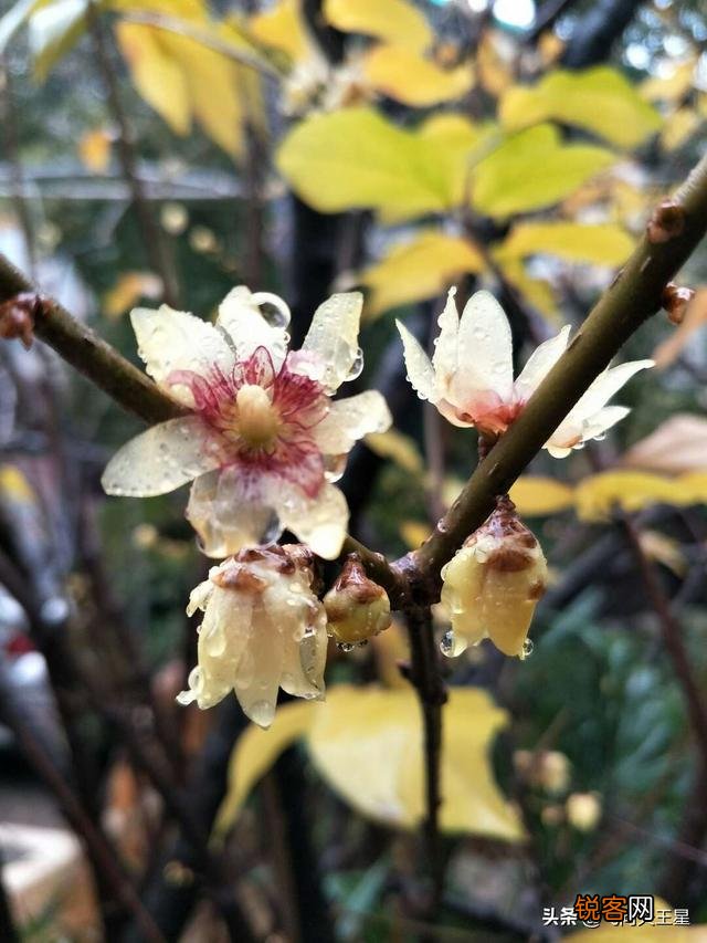 如何拍摄“ 夜来风雨声,花落知多少”的意境？