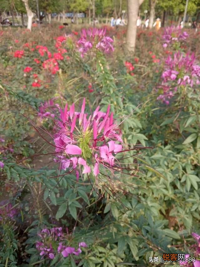 如何拍摄“ 夜来风雨声,花落知多少”的意境？