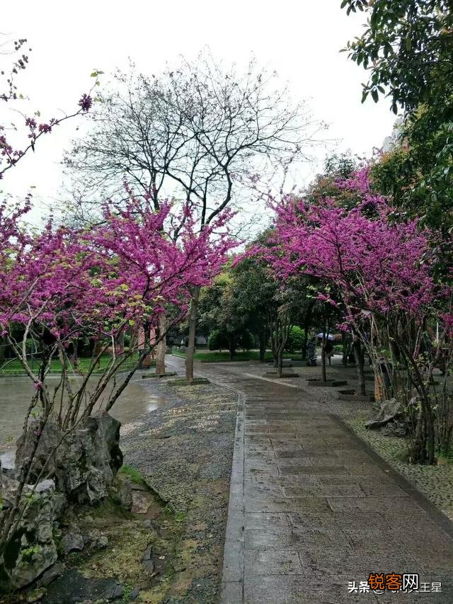 如何拍摄“ 夜来风雨声,花落知多少”的意境？