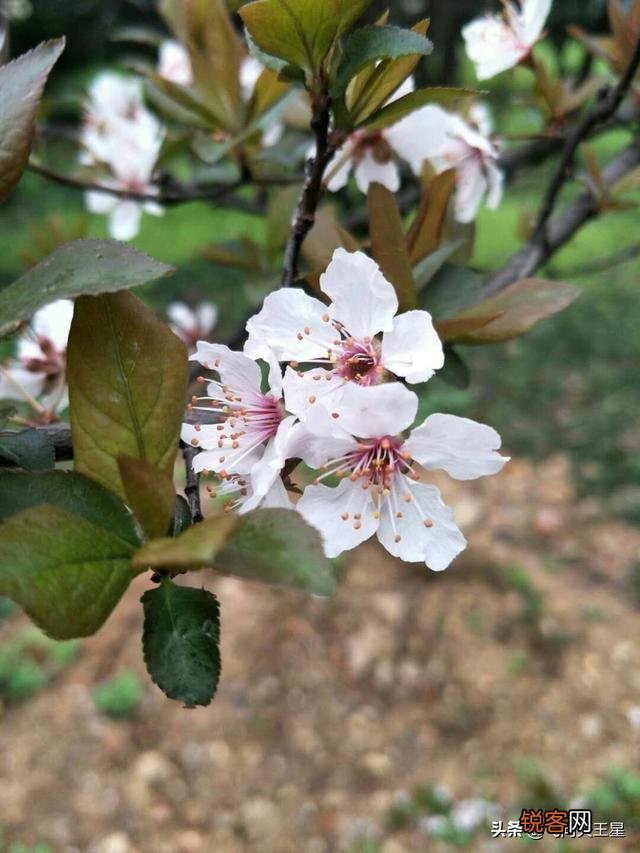 如何拍摄“ 夜来风雨声,花落知多少”的意境？