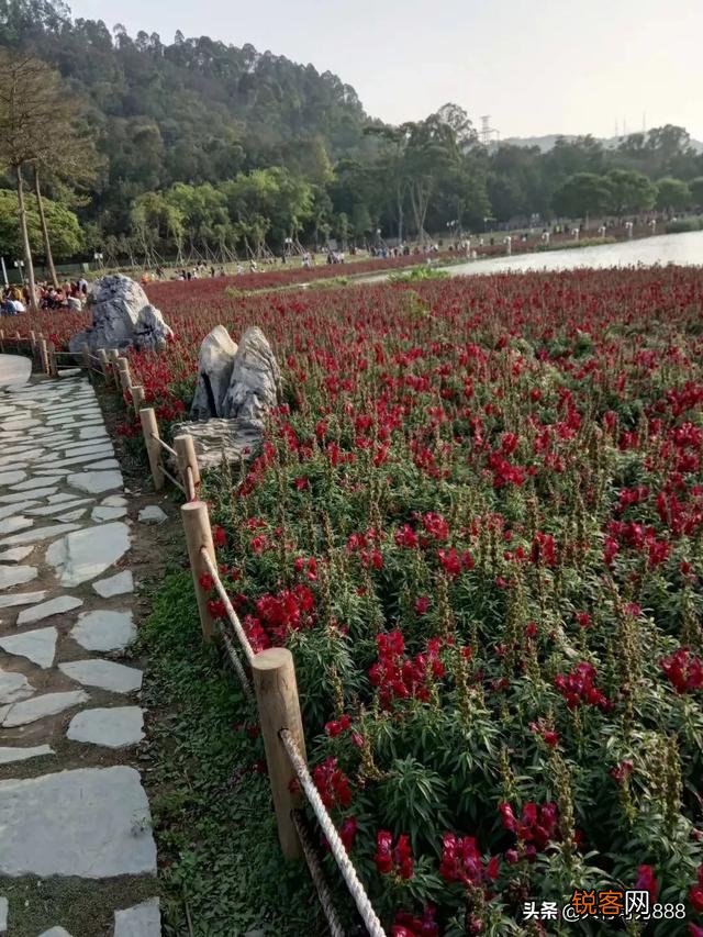 如何拍摄“ 夜来风雨声,花落知多少”的意境？