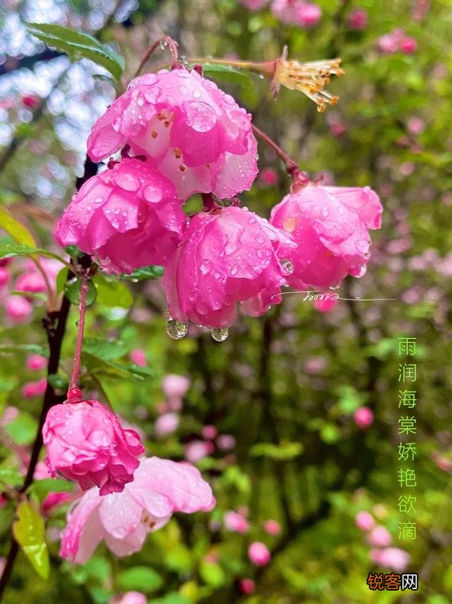 如何拍摄“ 夜来风雨声,花落知多少”的意境？