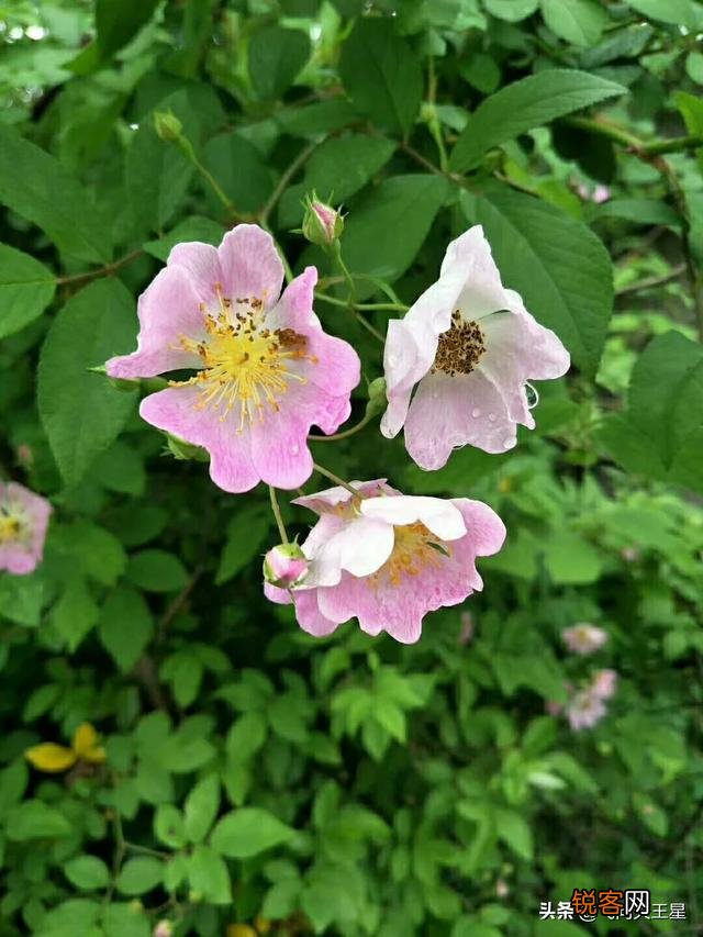 如何拍摄“ 夜来风雨声,花落知多少”的意境？