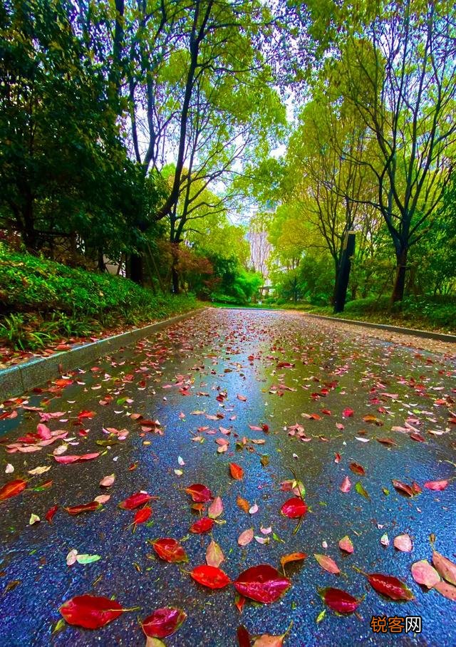 如何拍摄“ 夜来风雨声,花落知多少”的意境？