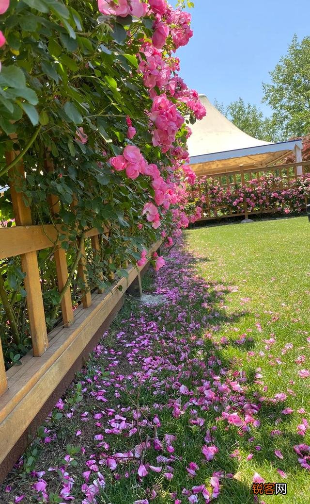 如何拍摄“ 夜来风雨声,花落知多少”的意境？